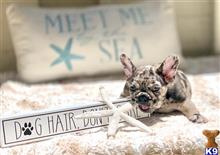 french bulldog puppy posted by Kris English Bulldogs